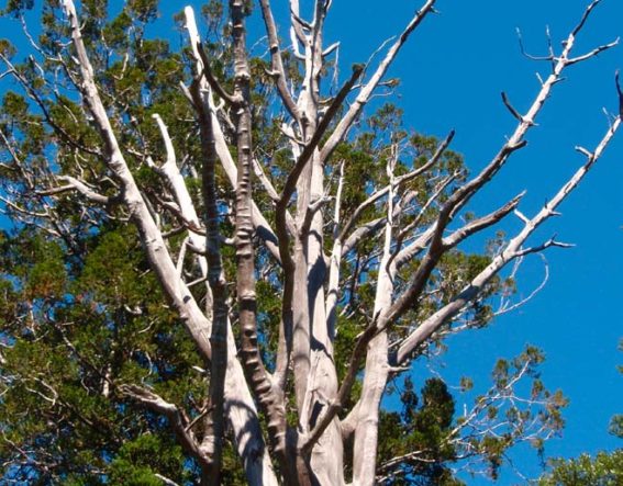 Dead Kauri tree NZ