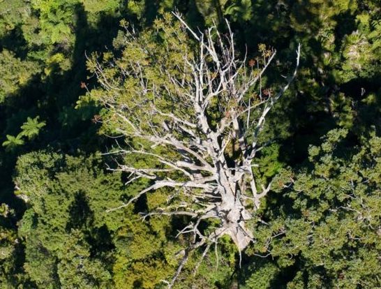 Dead Kauri tree NZ