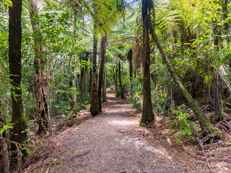 Forest track NZ