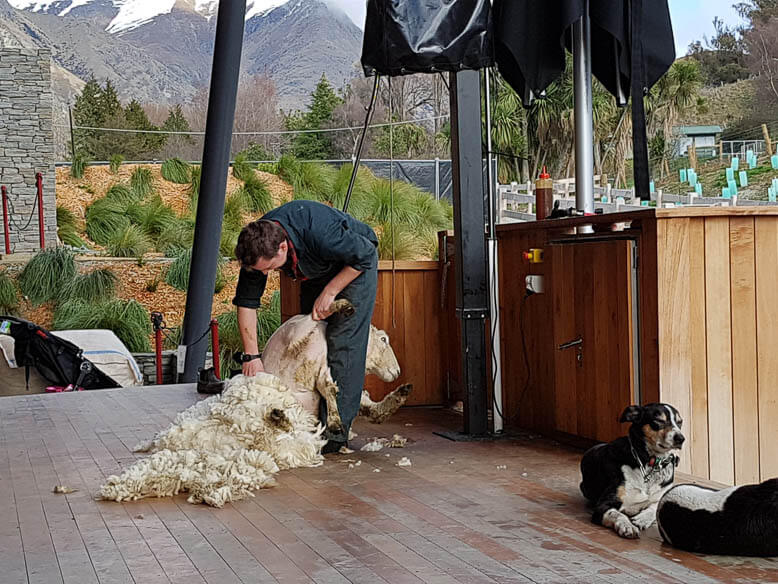Sheep shearing NZ