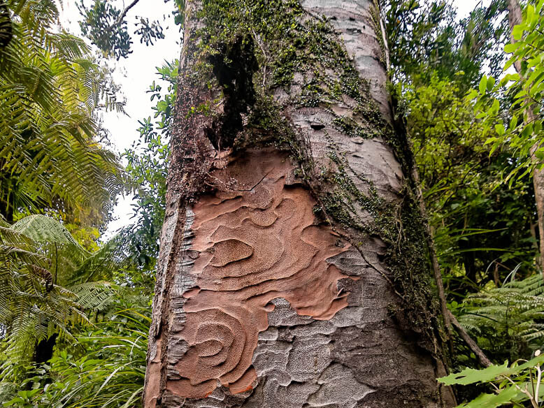 Kauri tree NZ