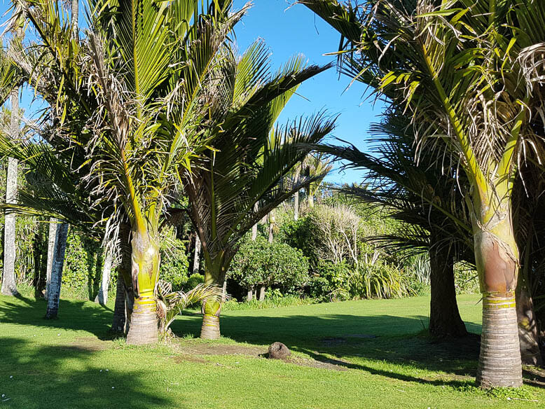 Nikau palms NZ