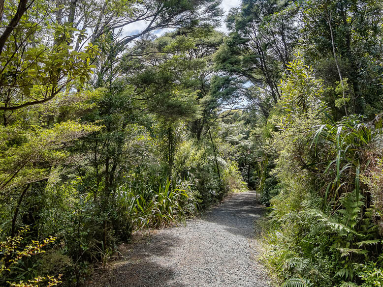 Forest track NZ
