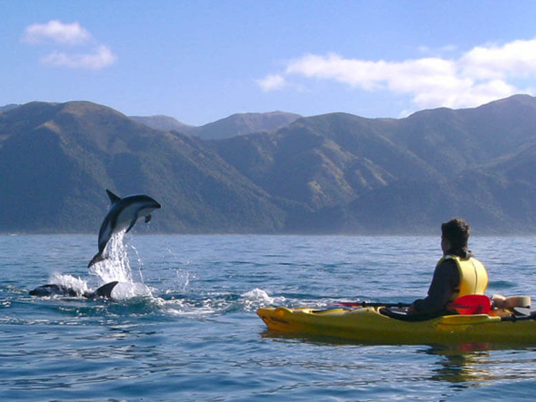 Kaikoura dolphins kayaking NZ