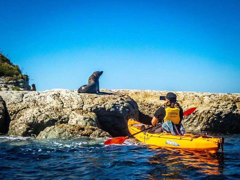 Kaikoura wildlife seals kayaking