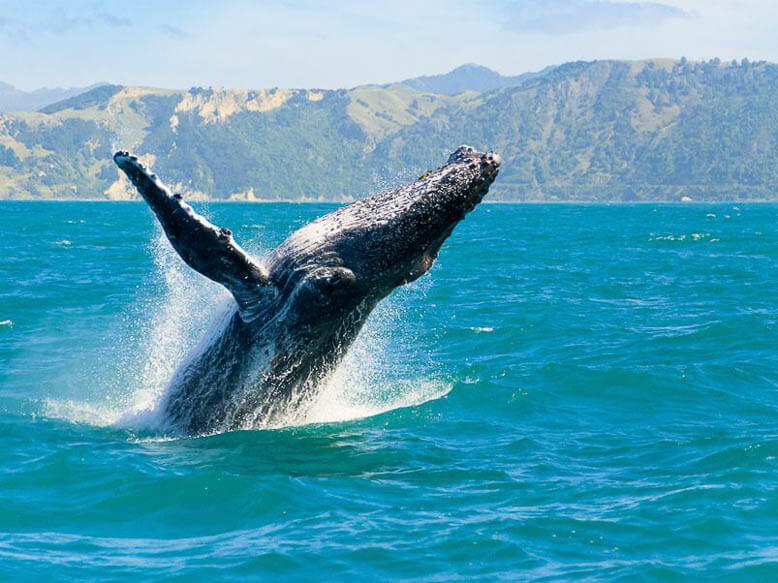 Whale watching Kaikoura NZ